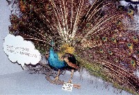 藏品(藍孔雀)的圖片